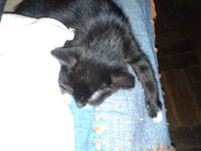 Gato ra a Mestiços idade Abaixo de 2 meses nome Gato