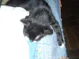 Gato