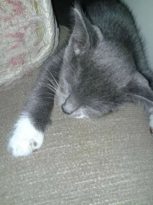 Gato raça Mestiços idade Abaixo de 2 meses nome Gato