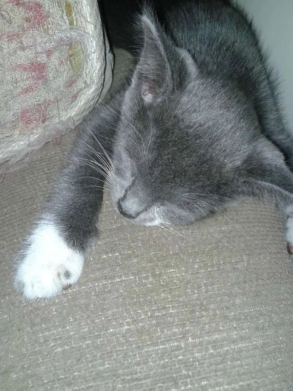Gato ra a Mestiços idade Abaixo de 2 meses nome Gato