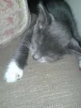 Gato