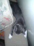 Gato
