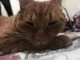 Simba