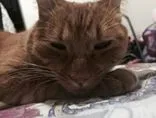 Gato ra a SRD idade 1 ano nome Simba