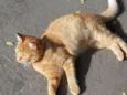 Simba