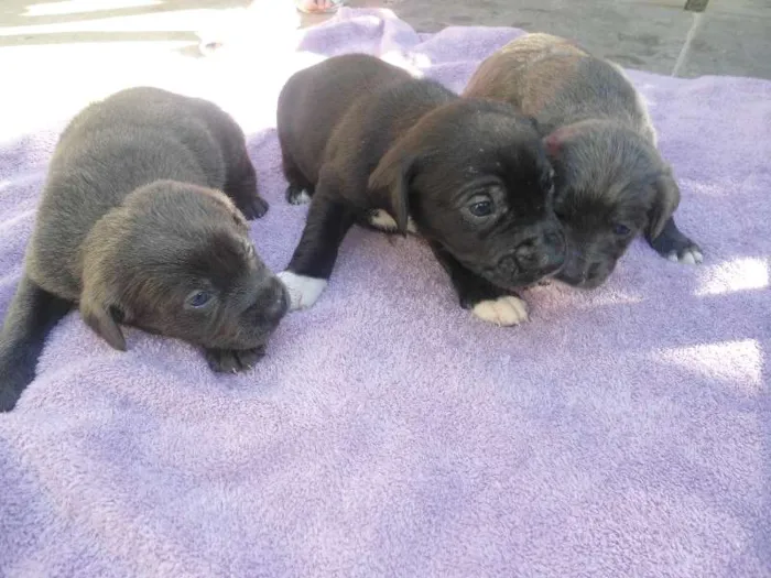 Cachorro ra a SRD idade Abaixo de 2 meses nome s/ nome