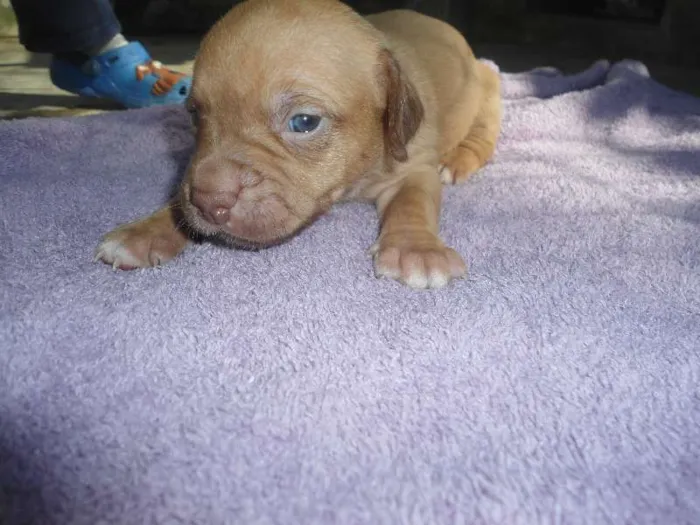 Cachorro ra a SRD idade Abaixo de 2 meses nome s/ nome