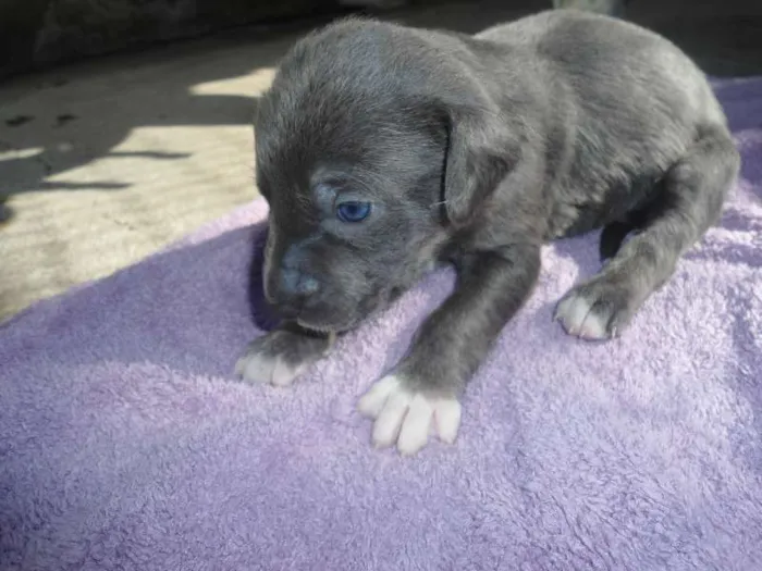 Cachorro ra a SRD idade Abaixo de 2 meses nome s/ nome