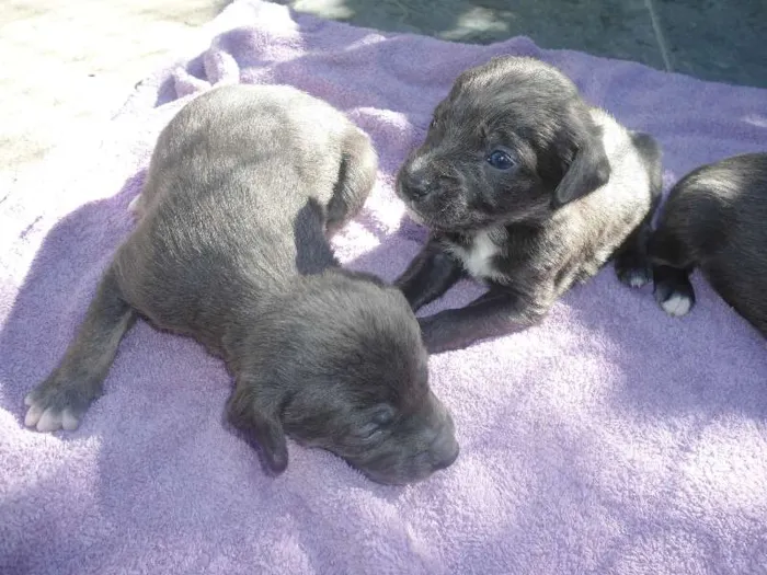 Cachorro ra a SRD idade Abaixo de 2 meses nome s/ nome