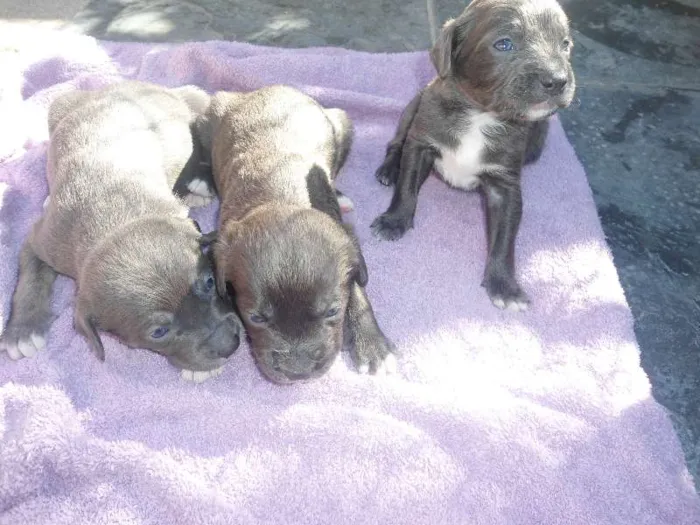 Cachorro ra a SRD idade Abaixo de 2 meses nome s/ nome