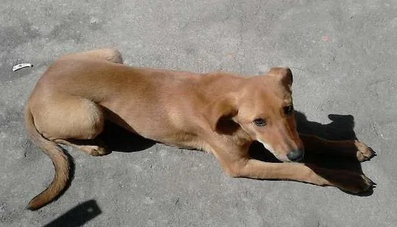 Cachorro ra a ?? idade 7 a 11 meses nome clarinha