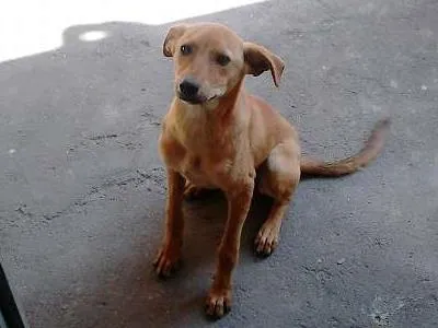 Cachorro ra a ?? idade 7 a 11 meses nome clarinha