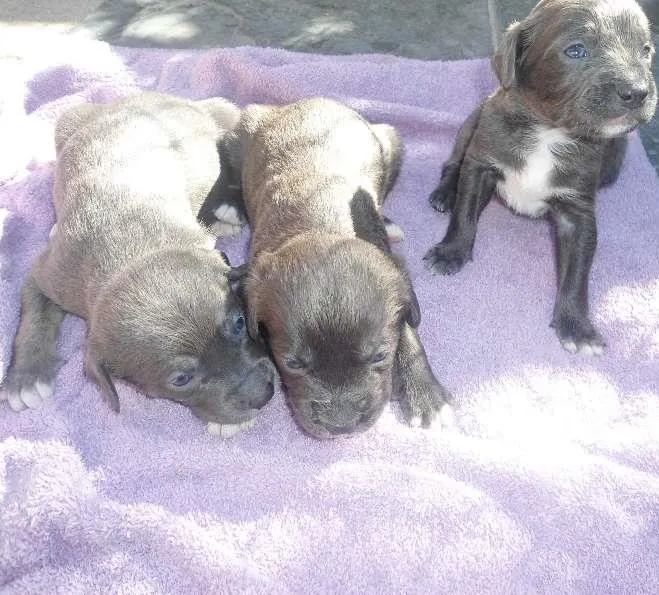 Cachorro ra a SRD idade Abaixo de 2 meses nome s/ nome