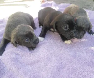Cachorro raça SRD idade Abaixo de 2 meses nome s/ nome