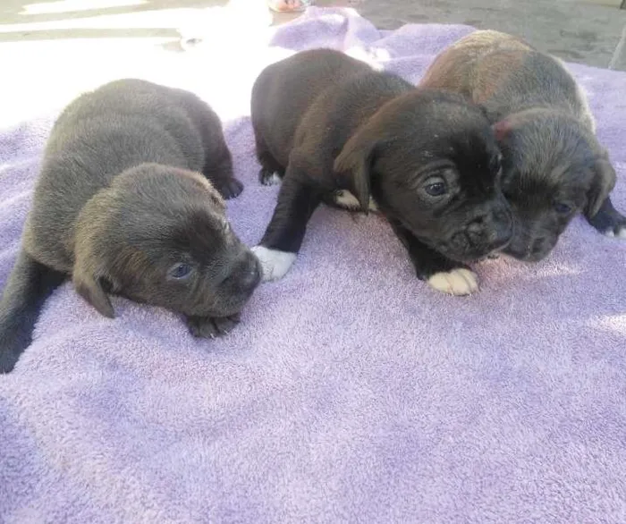 Cachorro ra a SRD idade Abaixo de 2 meses nome s/ nome