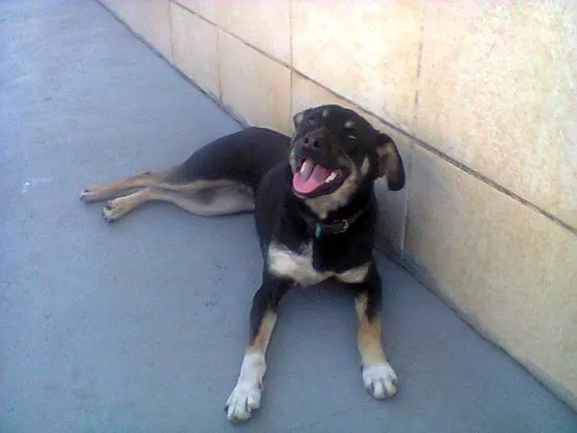 Cachorro ra a vira-lata idade 7 a 11 meses nome Neguinha