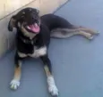 Neguinha