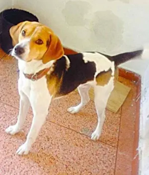 Cachorro raça Beagle idade 1 ano nome Wily 