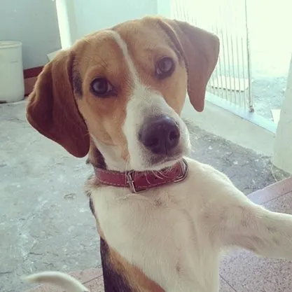 Cachorro ra a Beagle idade 1 ano nome Wily 