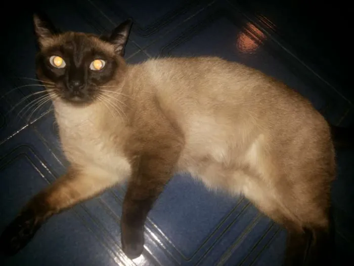 Gato ra a Siamês idade 1 ano nome Kaka