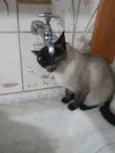 Kaka