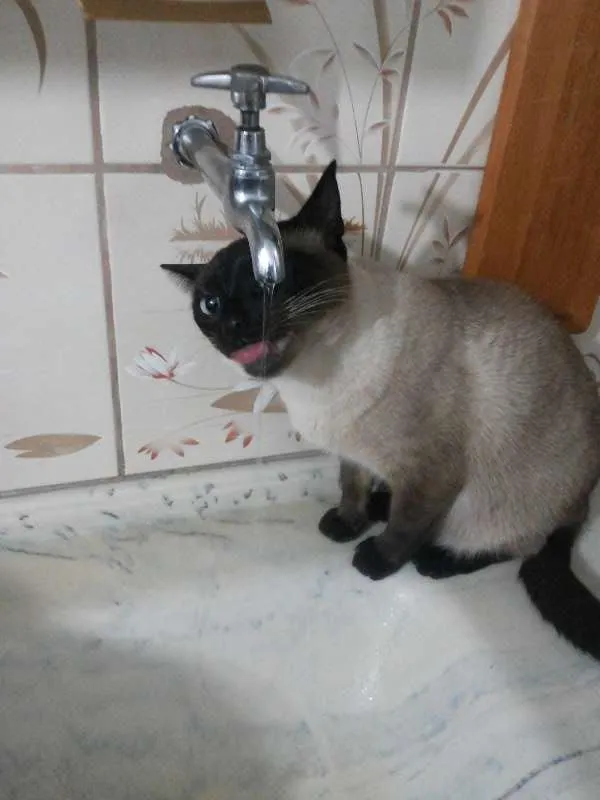 Gato ra a Siamês idade 1 ano nome Kaka
