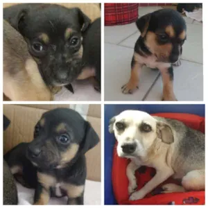 Cachorro raça SRD idade Abaixo de 2 meses nome FAMILIA
