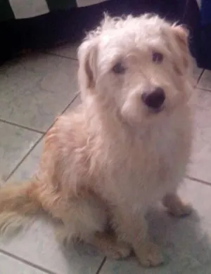 Cachorro raça pudol com vira-lata idade 7 a 11 meses nome Marley