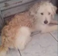 Marley