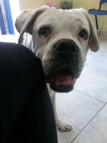 Cachorro ra a Boxer idade 6 ou mais anos nome Malu
