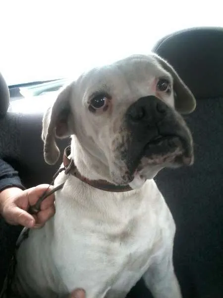 Cachorro ra a Boxer idade 6 ou mais anos nome Malu