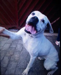Cachorro ra a Boxer idade 6 ou mais anos nome Malu