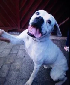 Cachorro ra a Boxer idade 6 ou mais anos nome Malu