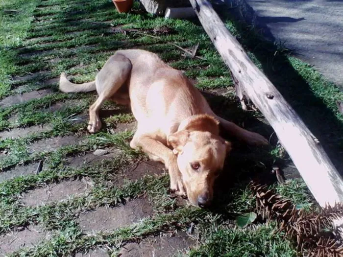 Cachorro ra a Labrador idade 7 a 11 meses nome marlei