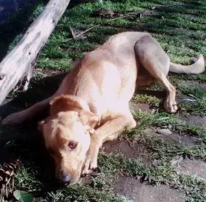 Cachorro raça Labrador idade 7 a 11 meses nome marlei