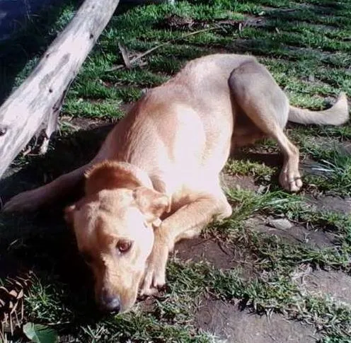 Cachorro ra a Labrador idade 7 a 11 meses nome marlei
