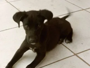 Cachorro raça vira-lata idade 2 a 6 meses nome pretinho