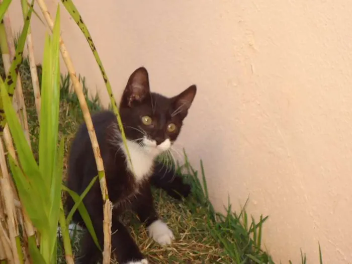 Gato ra a Frajola idade nome Sapeca