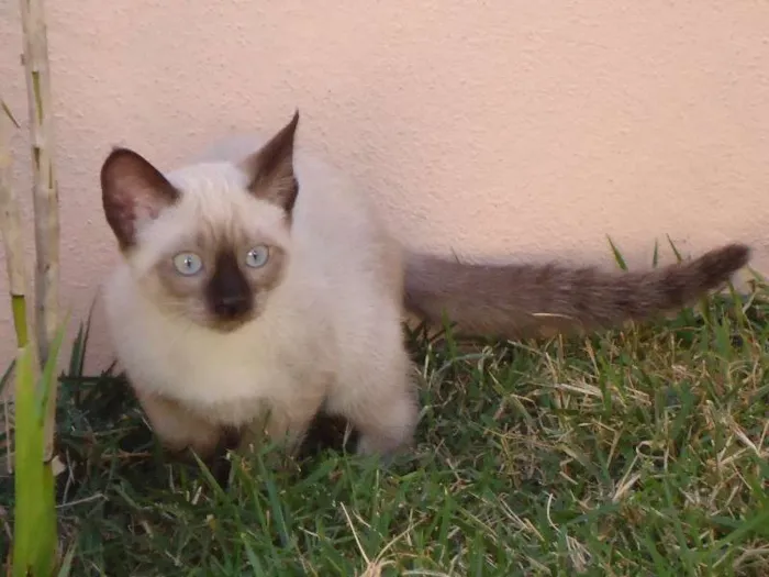 Gato ra a Siamesa idade 2 a 6 meses nome Cristal