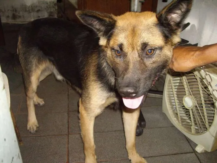 Cachorro ra a Maltês idade 1 ano nome Guliver