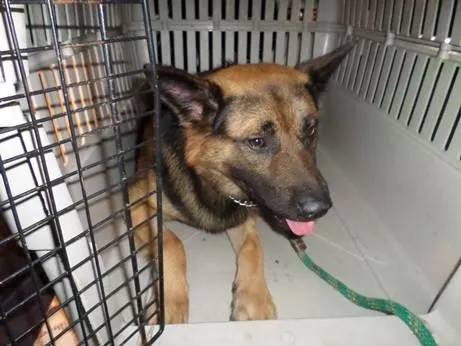 Cachorro ra a Maltês idade 1 ano nome Guliver