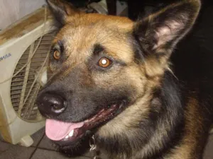 Cachorro raça Maltês idade 1 ano nome Guliver