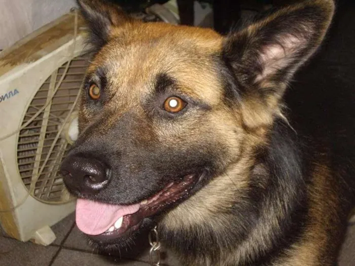Cachorro ra a Maltês idade 1 ano nome Guliver