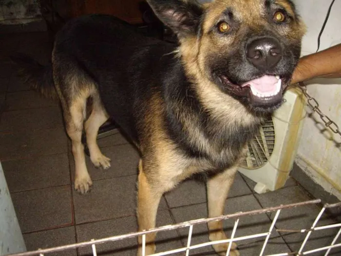 Cachorro ra a Maltês idade 1 ano nome Guliver