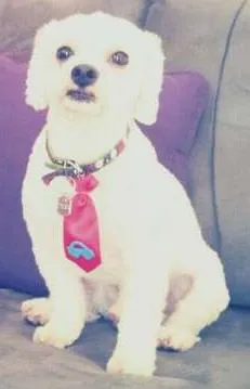 Cachorro raça Poodle idade 2 anos nome BOB  GRATIFICA
