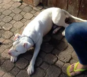 Cachorro raça Pit-Bull idade 7 a 11 meses nome cao perdido
