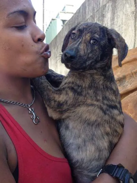 Cachorro ra a SRD idade 2 a 6 meses nome TIGRINHO