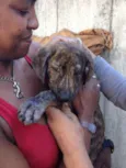 TIGRINHO