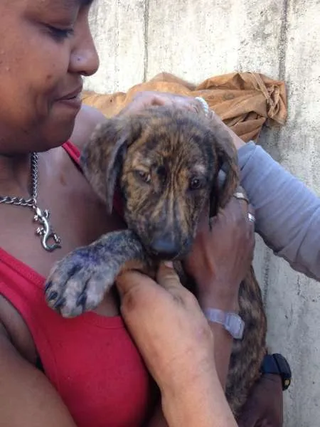 Cachorro ra a SRD idade 2 a 6 meses nome TIGRINHO