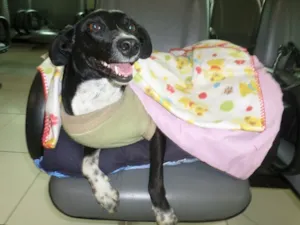 Cachorro raça SRD idade 1 ano nome Valentina